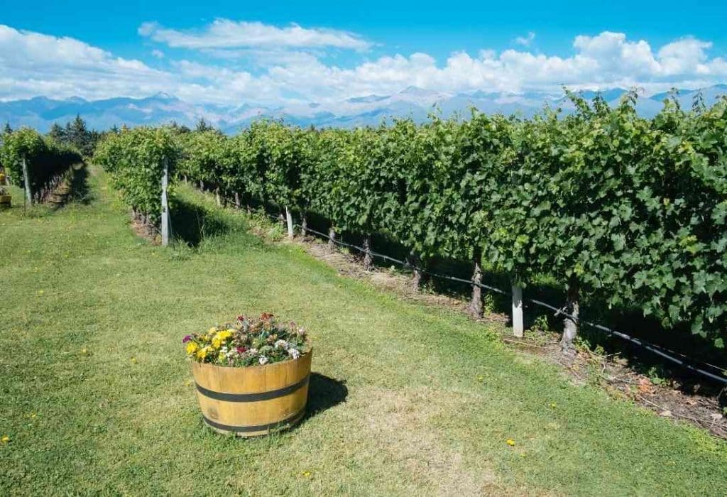 mendoza wine tours