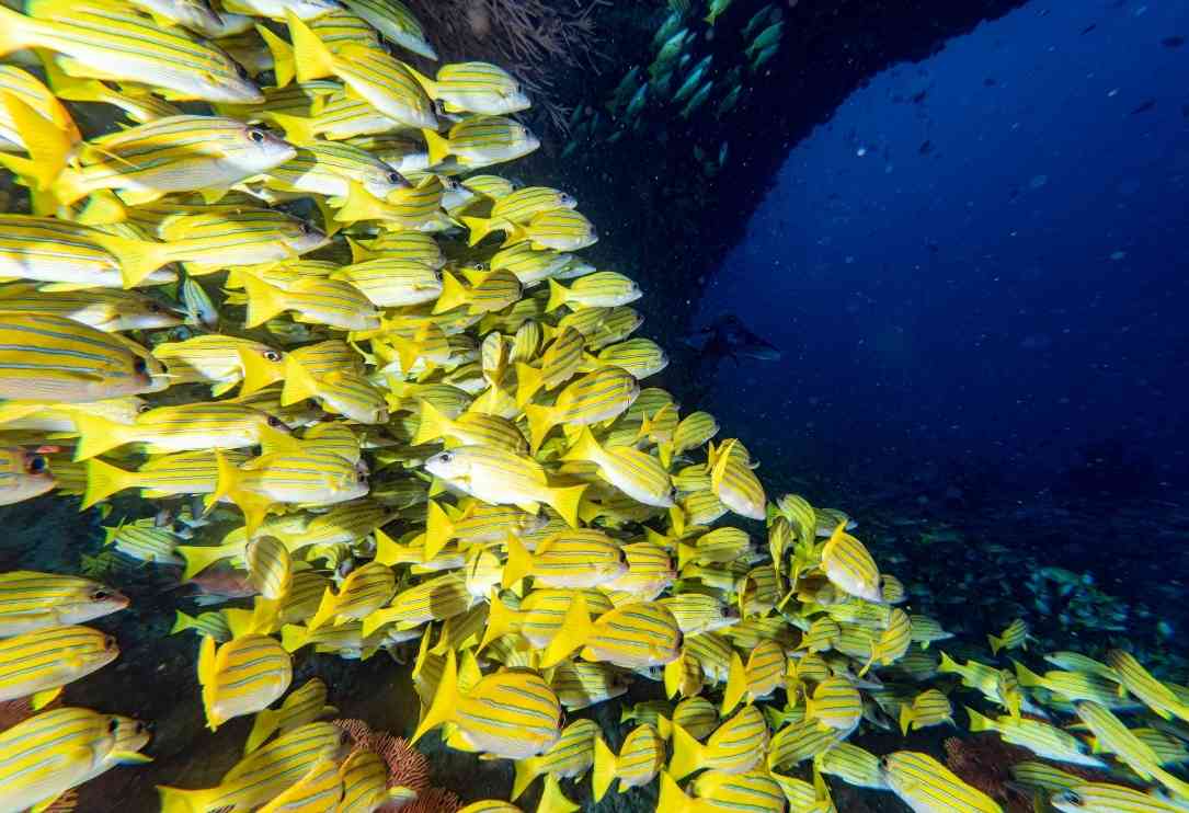 bandos maldives