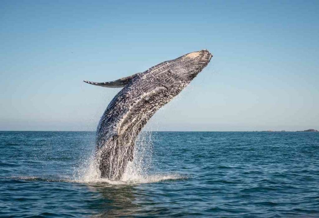 things to do in puerto vallarta