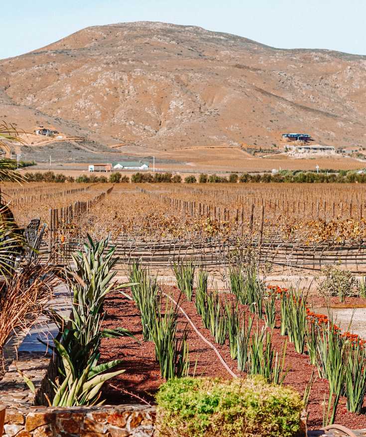 valle de guadalupe mexico