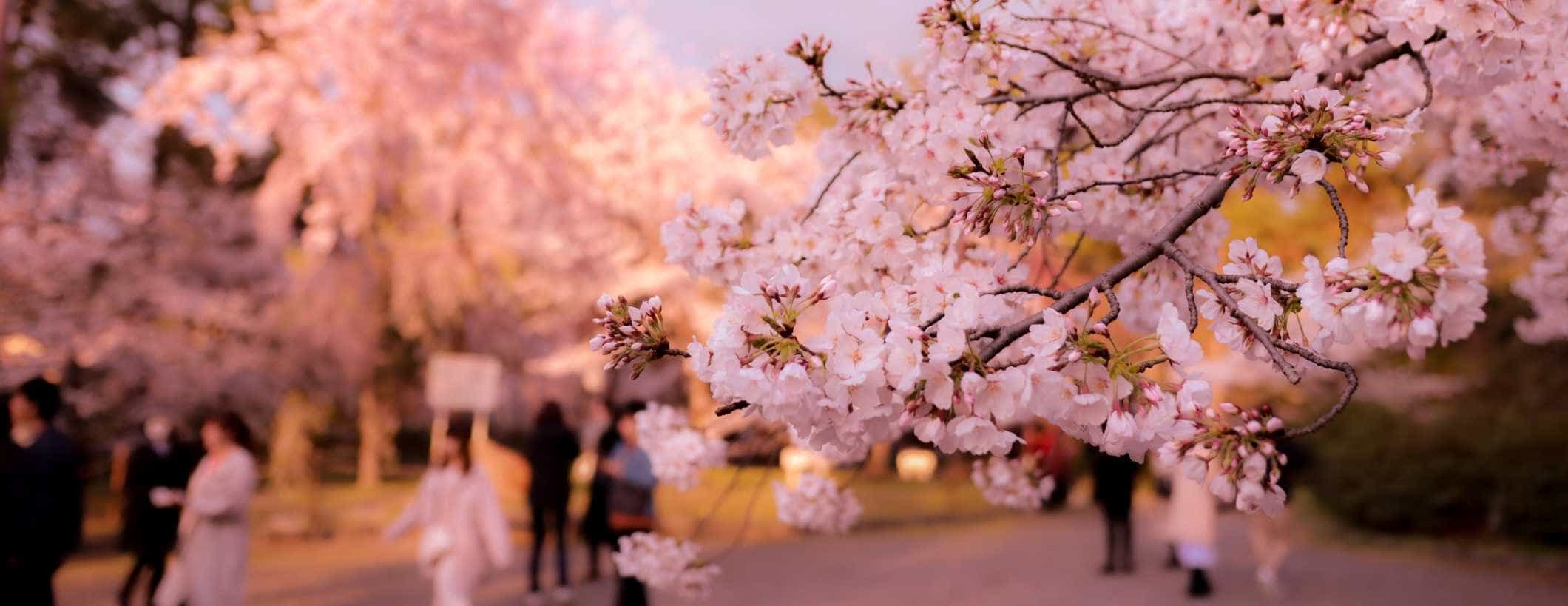 When to Visit Japan? Bests Times and 2023 Travel Tips