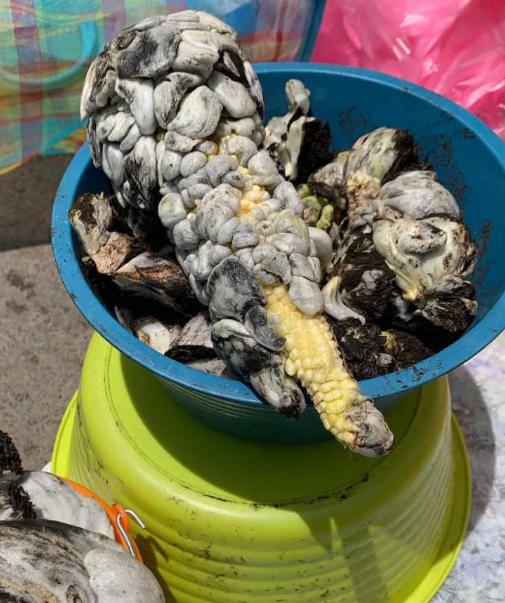 oaxacan cuisine